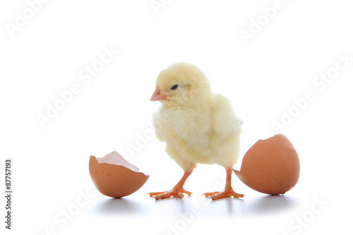 Yellow chicken and eggs