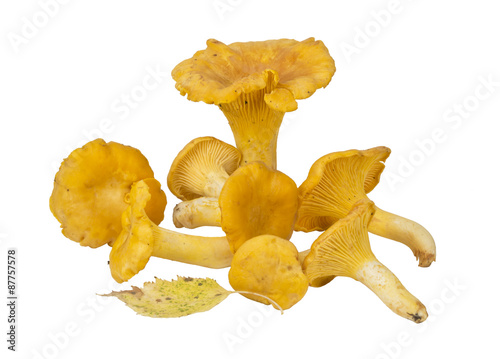 Chanterelle mushrooms on a white background isolated