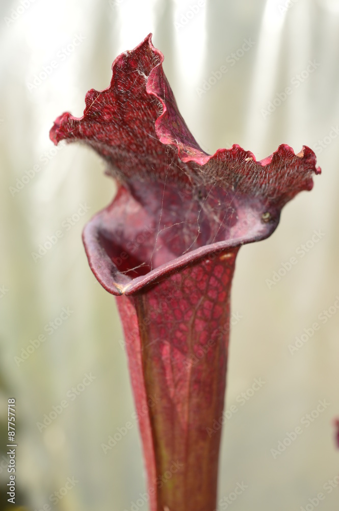 Sarracenia rouge