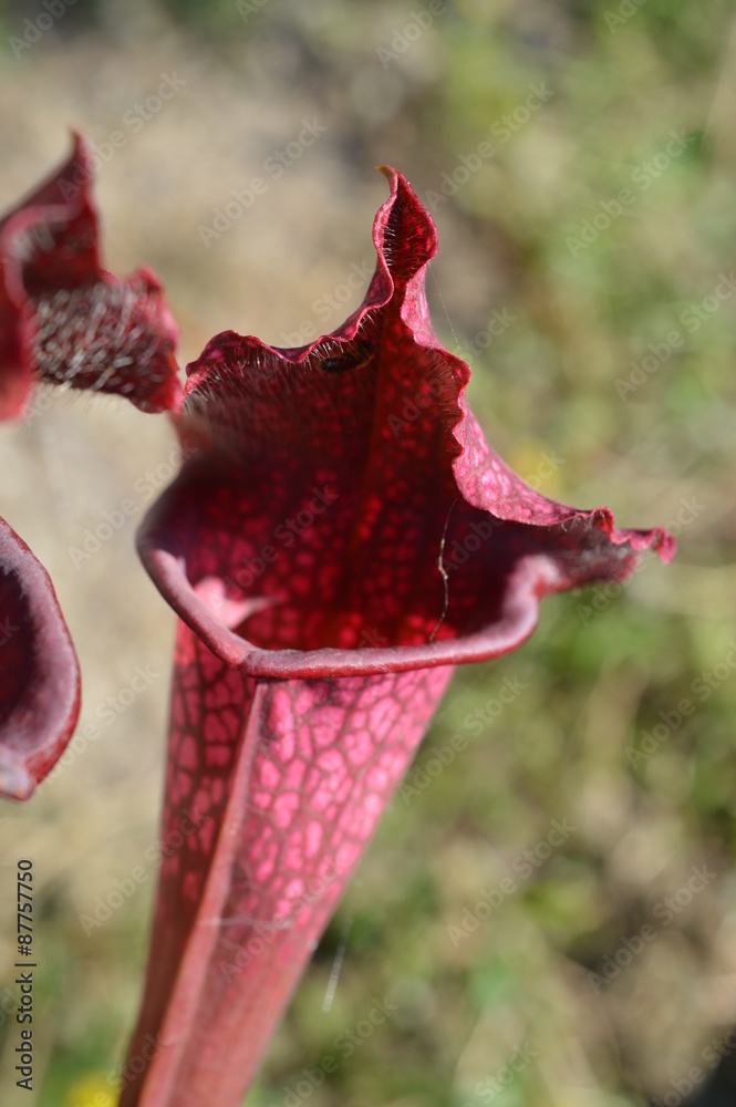 Sarracenia rouge