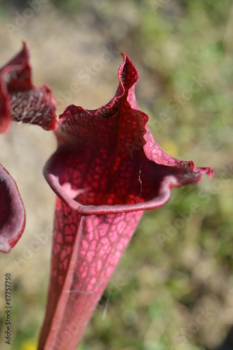 Sarracenia rouge photo