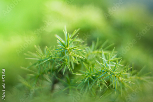 beautiful green leaves background with bokeh effect