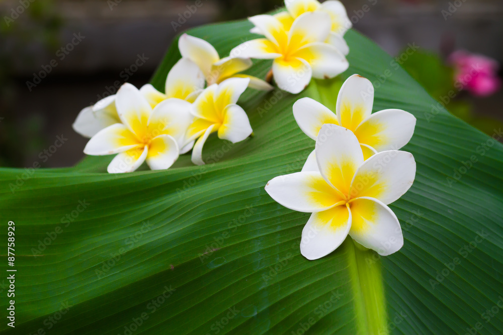 Fototapeta premium plumeria, flowers