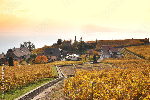 Vineyards in Lavaux region  Switzerland