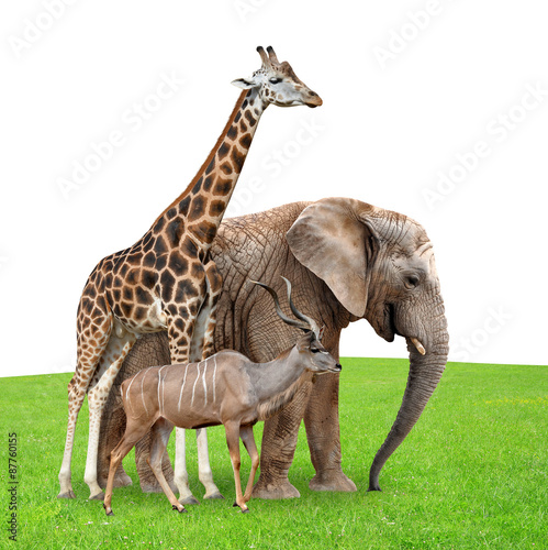 Giraffe, Elephant and Kudu