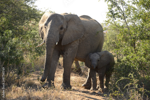 Mum and son elephants               