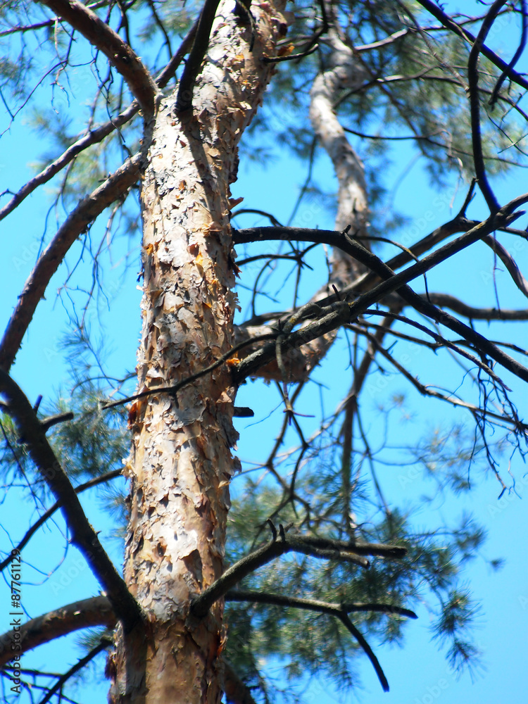 Detail of the trunk of a young pine tree Detail of the trunk of a young pine tree