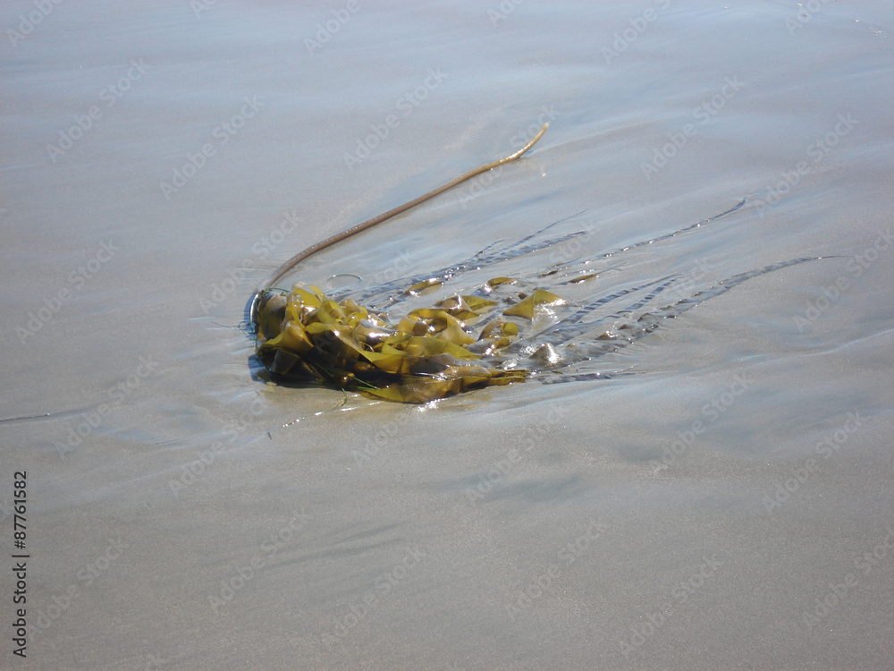 Obraz premium Seaweed on the Beach