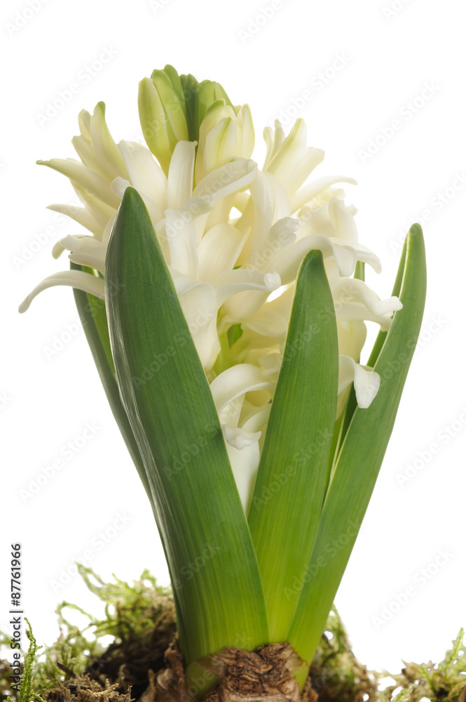 Obraz premium white hyacinth isolated on white background