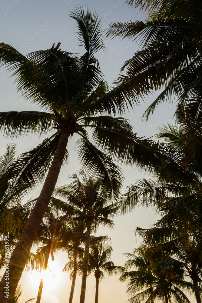 silhouette coconut trees