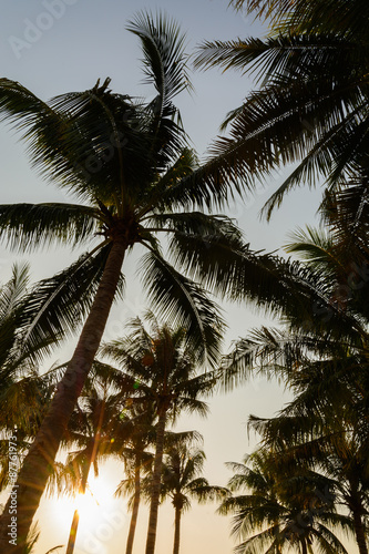 silhouette coconut trees