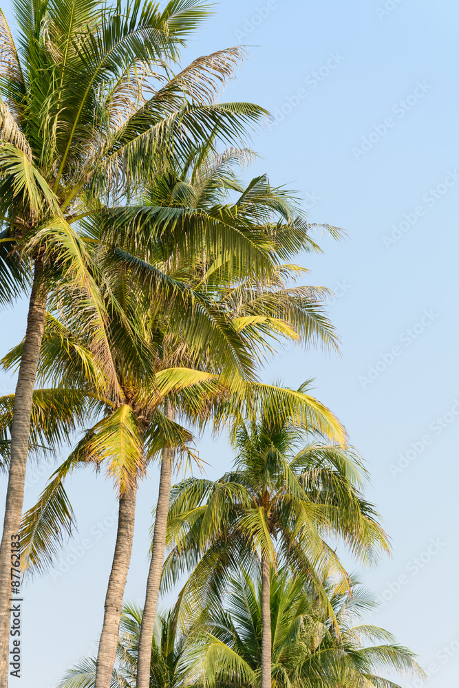 Obraz premium coconut tree on blue sky background