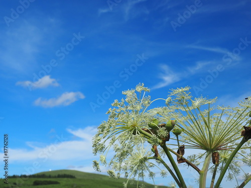 空に向かう花