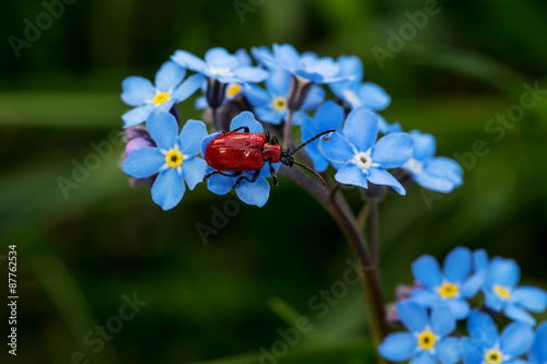 Fotografie insects on flowers