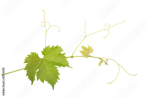 grapevine branch