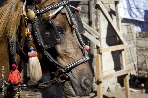 Close up of an horse in Gili Islands, Indonesia, used for carriage © greta gabaglio