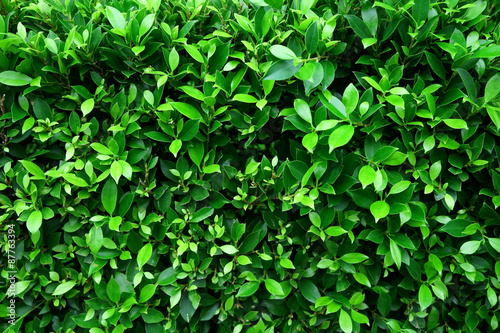 Wallpaper Mural green leaf tree Torontodigital.ca