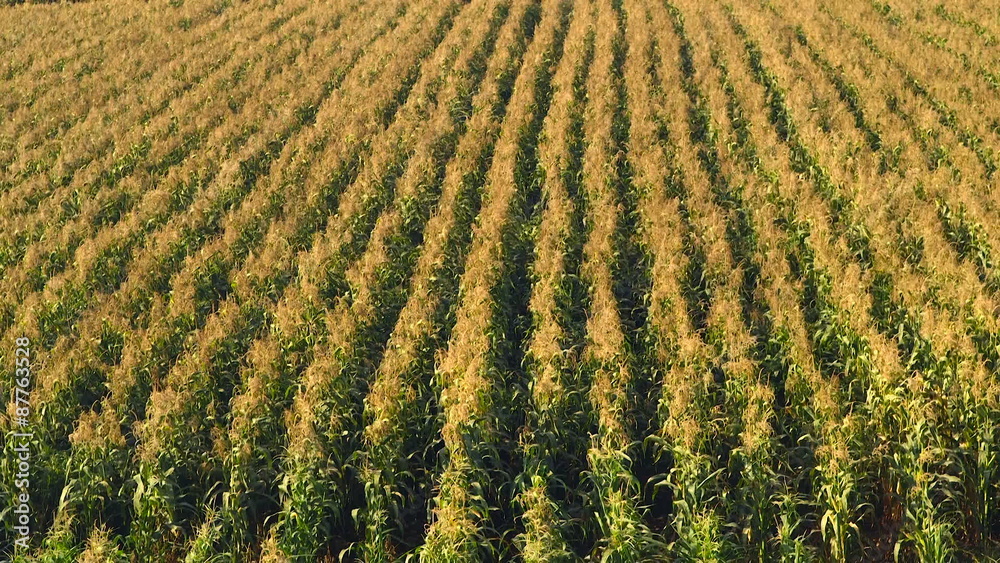 Corn field blowing in the wind - Static long shot Corn field blowing in the wind - Static long shot