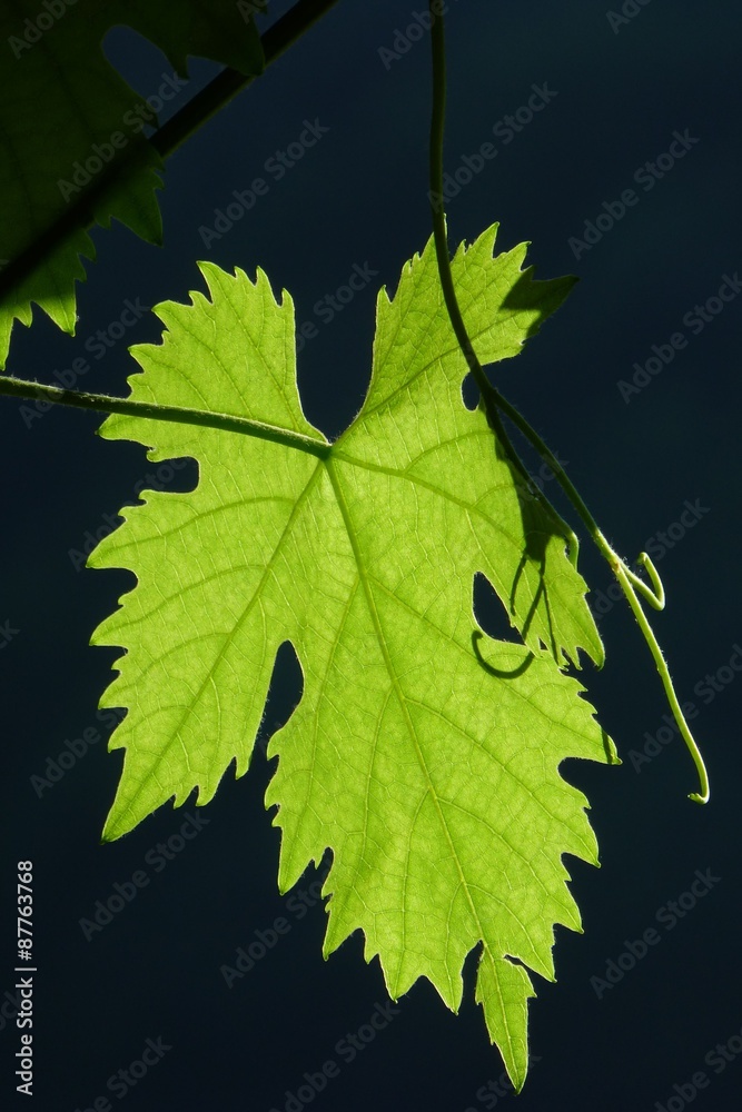 Obraz premium Weinrebenblatt im Sonnenlicht