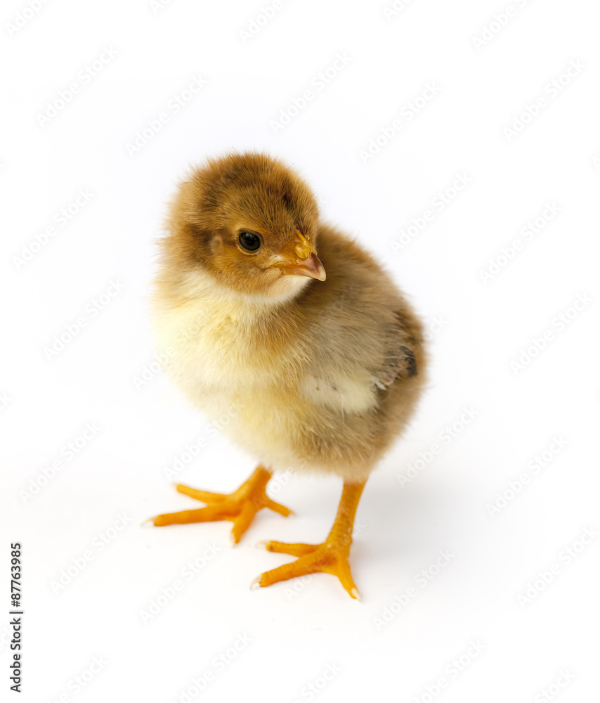 Little chicken Little chicken