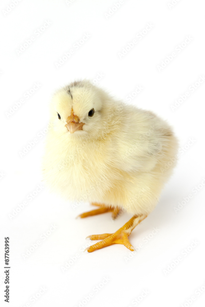 Obraz premium Little chicken