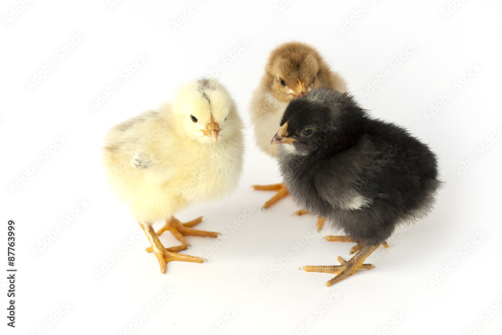 little chicks