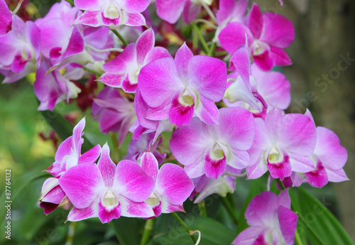 orchid flowers © netsuthep