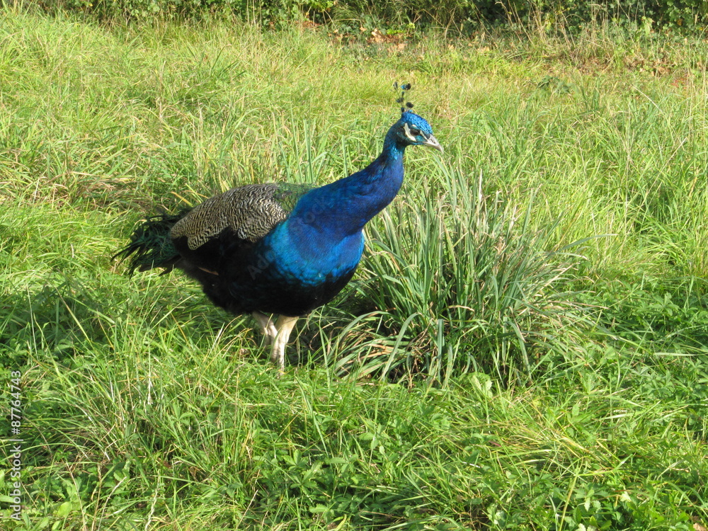 Blauer Pfau im Schlosspark