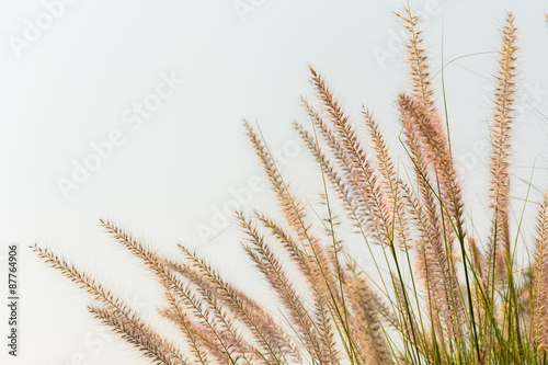 reed flower