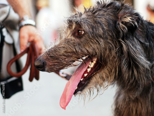 A scottish deerhound portrait photo