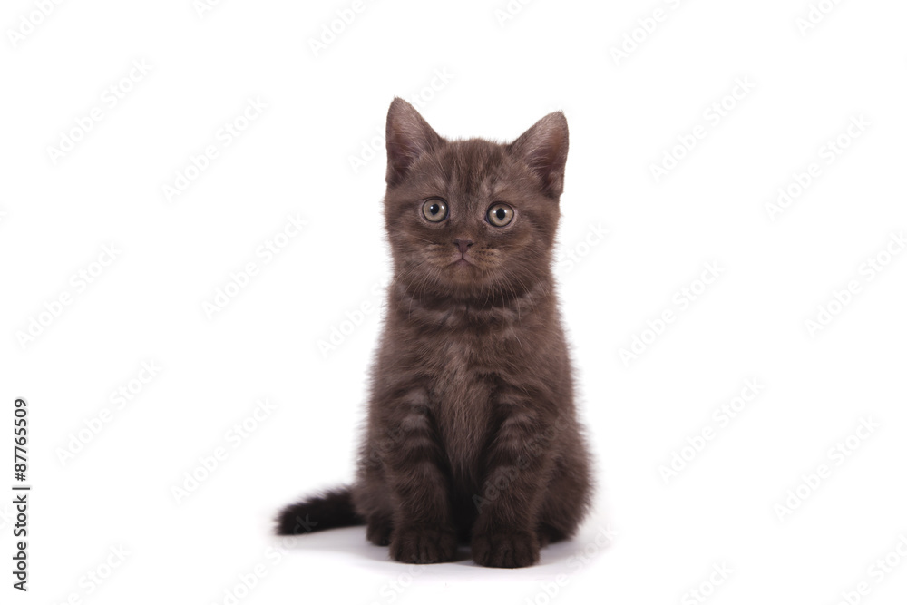 Small chocolate British kitten on white background.  Cat sitting.