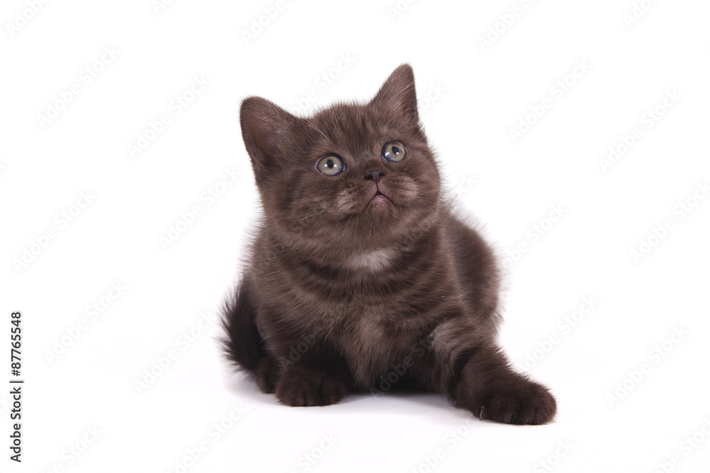 Small chocolate British kitten on white background. Cat lying.