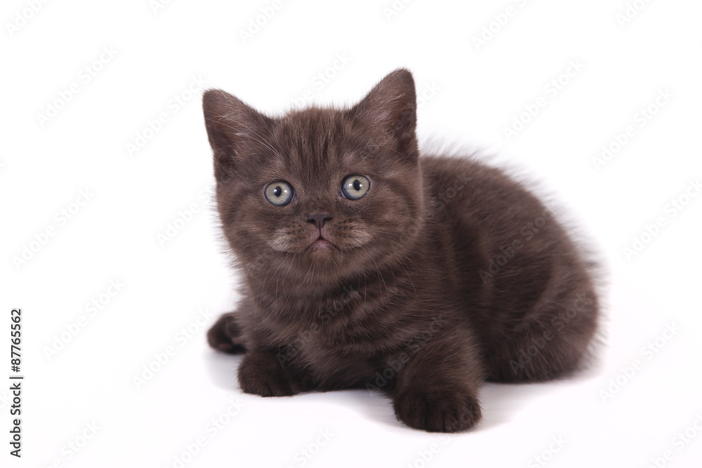 Small chocolate British kitten on white background. Cat lying.