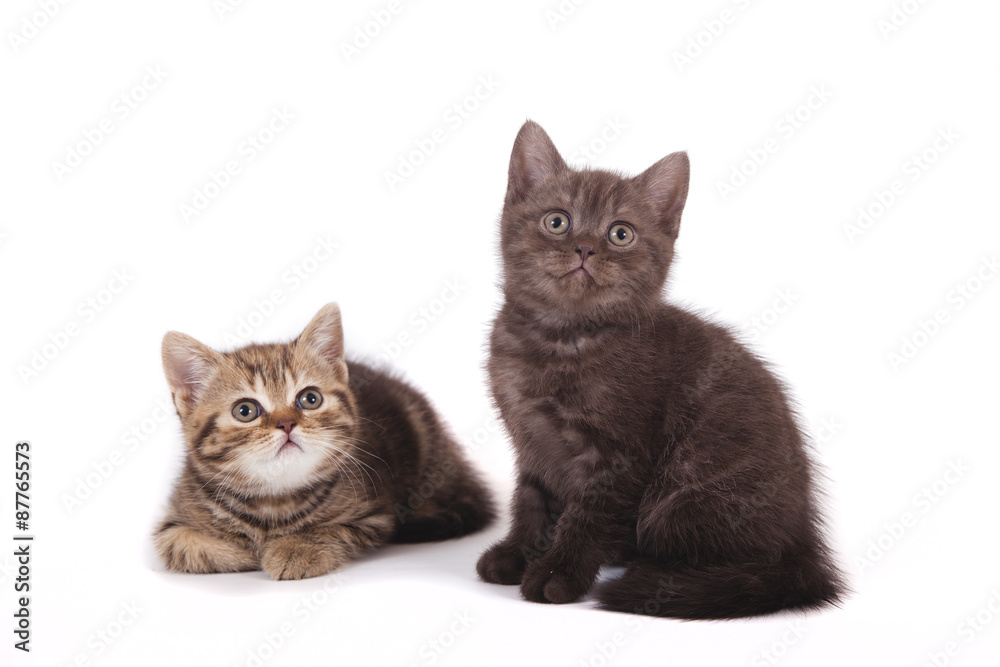 Two small tabby kitten and chocolate kitten on white background. Cats sitting.