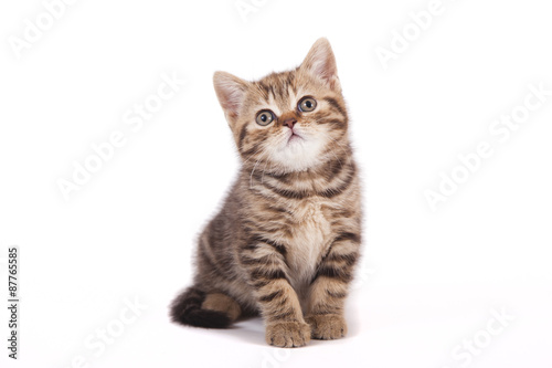 Fotografie, Obraz Small tabby British kitten on white background. Cat sitting.