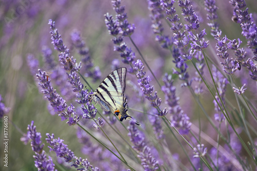 Scarce Swallowtail on Lavender Bloom, (Iphiclides podalirius), Segelfalter