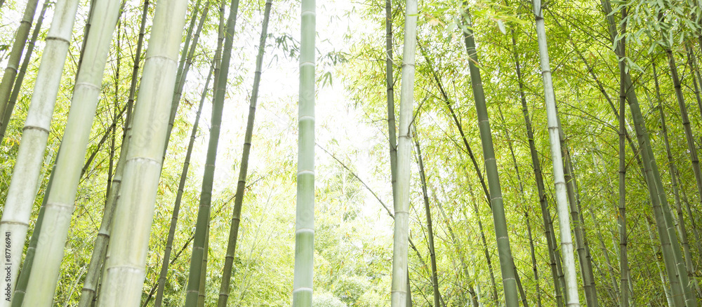 Bamboo horizontal background