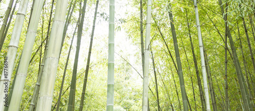 Bamboo horizontal background #87766941
