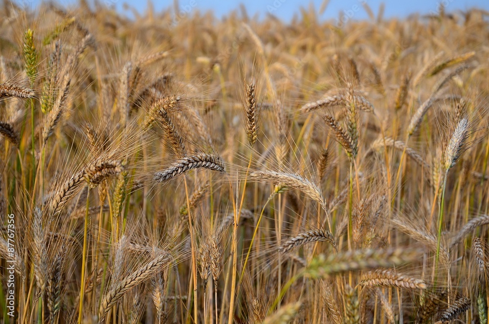 Fototapeta premium Żniwa czas zacząć!
