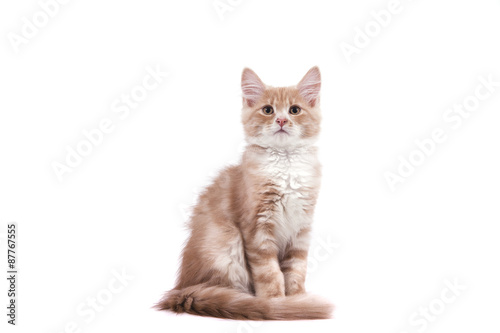 Siberian kitten on white background. Cat sitting.