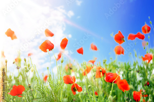 Poppy flowers in field