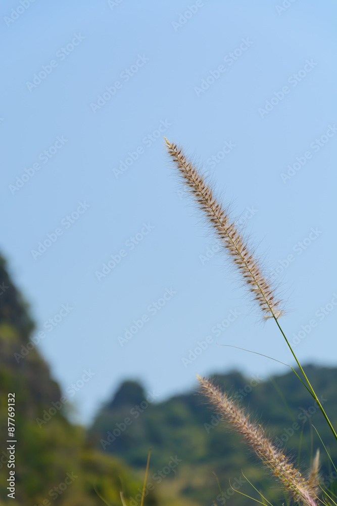 reed flower