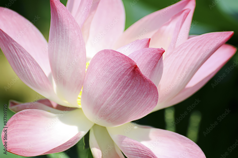 Thai pink lotus.