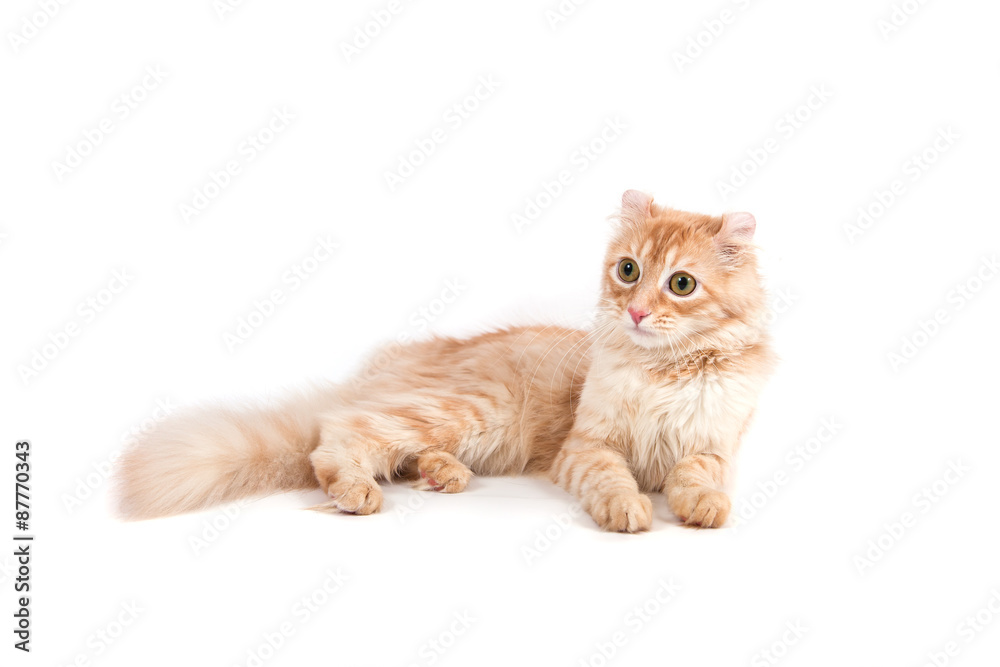 Curl cat red on white background. Cat lying. Curl cat red on white background. Cat lying.
