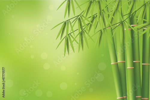 bamboo vector