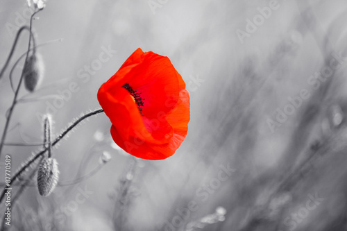 Fototapeta Naklejka Na Ścianę i Meble -  Red poppy flower for Remembrance Day / Sunday