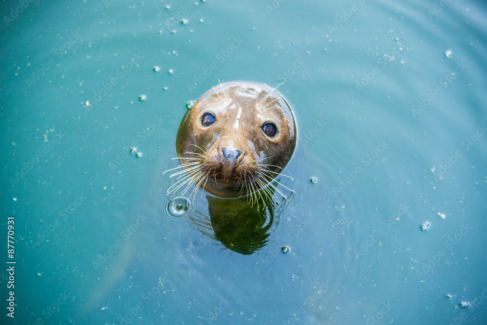 Naklejka premium Seal in water
