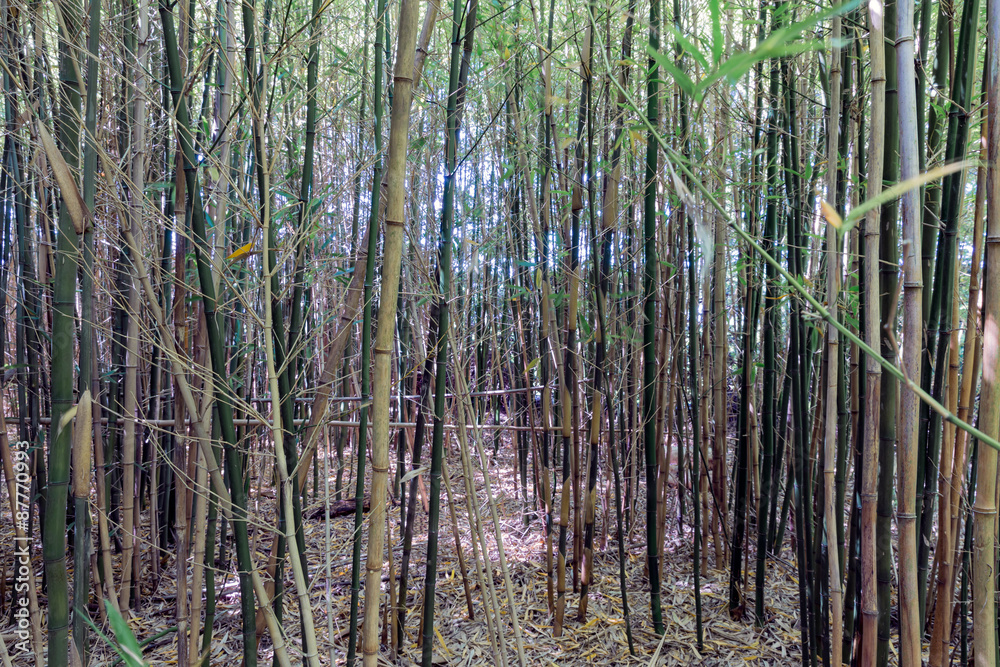 Bamboo forrest with young trees at Dutch plantation