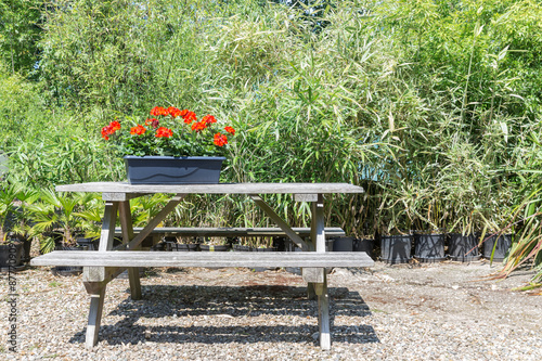 Fototapeta Naklejka Na Ścianę i Meble -  Garden with wooden bench and planter with blooming geraniums