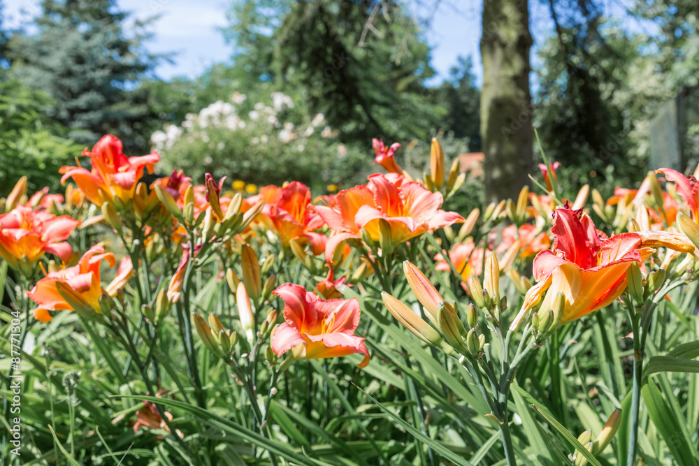 Dutch garden with colorful blooming Hemerocallis Dutch garden with colorful blooming Hemerocallis